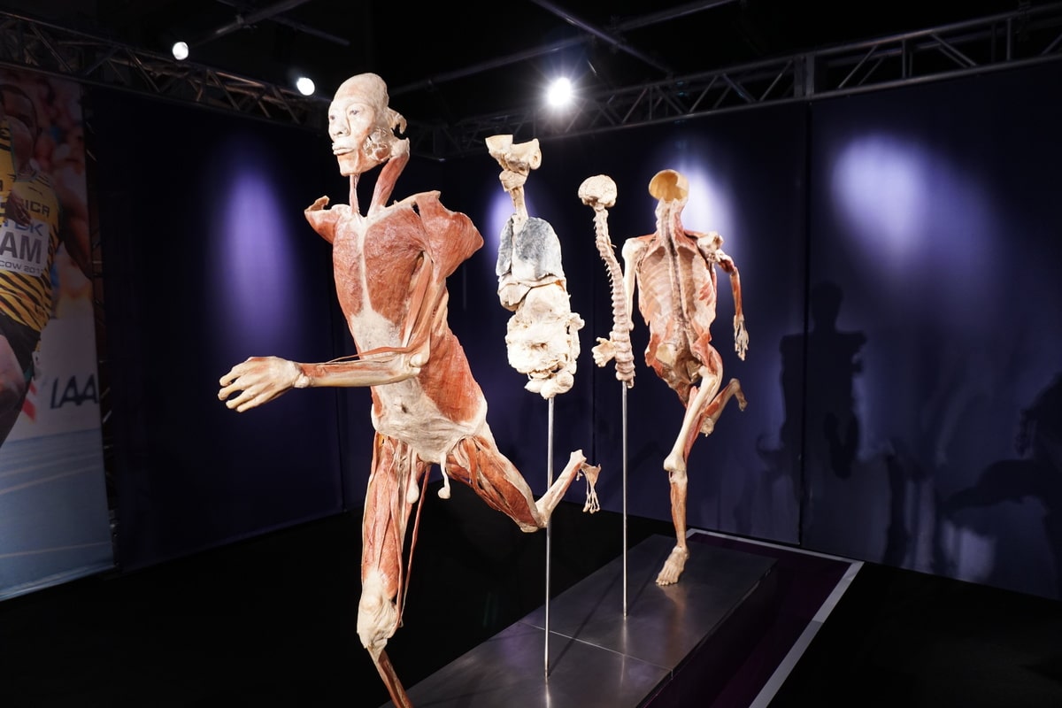 mostra real bodies