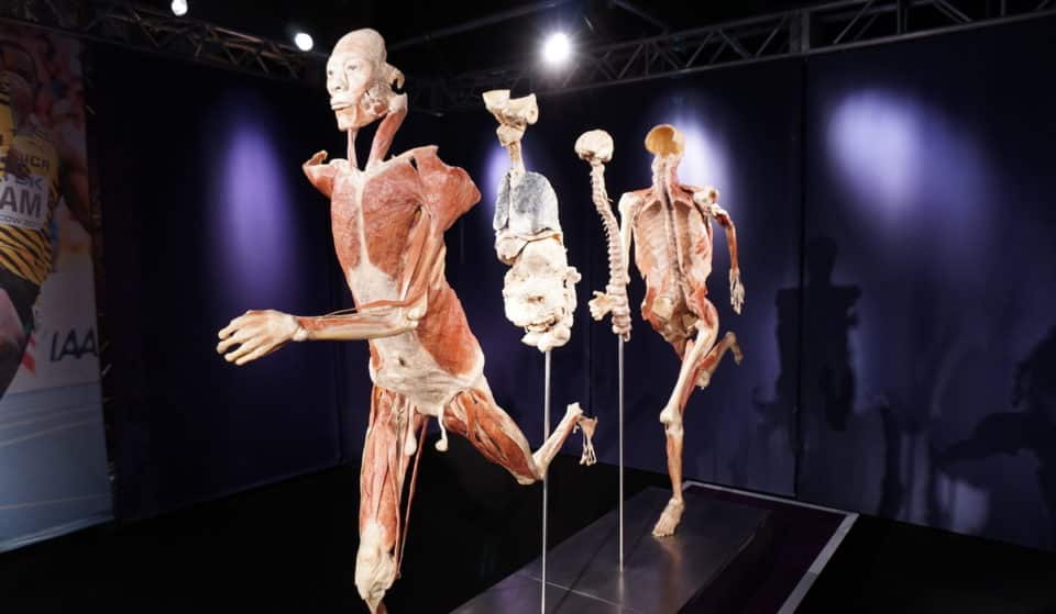 Real Bodies: a Roma puoi ancora visitare la mostra con i cadaveri plastinati