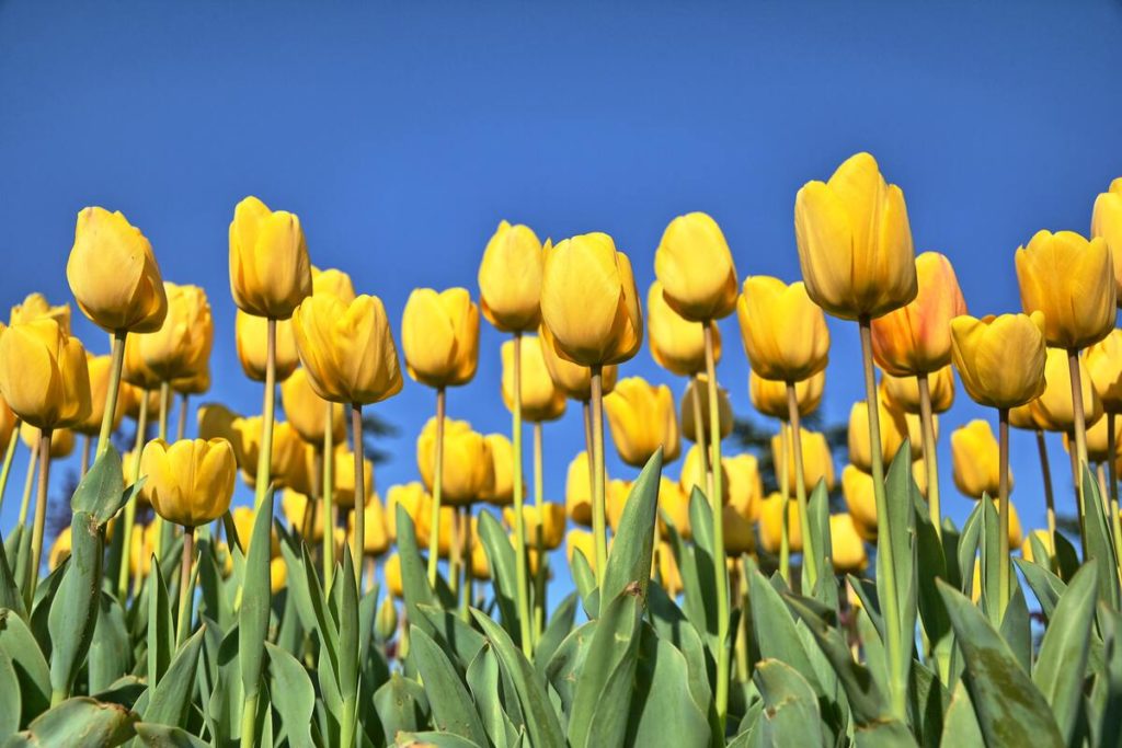 tulipani campo