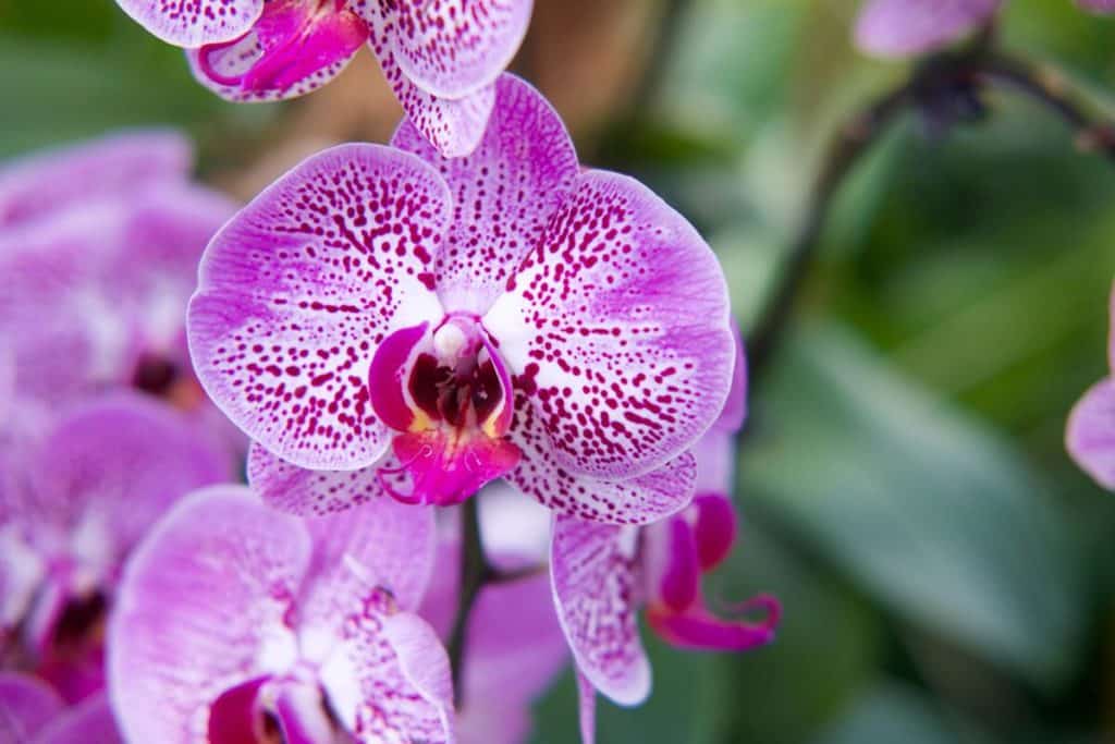 orchidee roma
