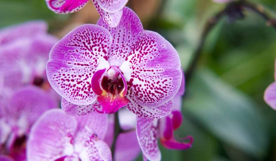 Ortidea: l’Orto Botanico di Roma diventa il regno delle orchidee