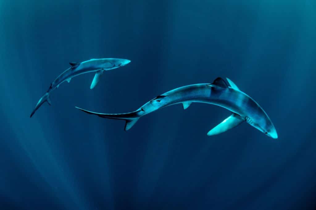 squali azzurri